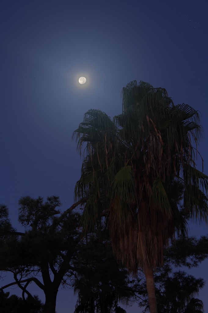 The Moon and Palm Tree